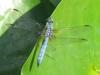 Photo: 32- Dragonfly