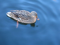 Photo: 33- Duck