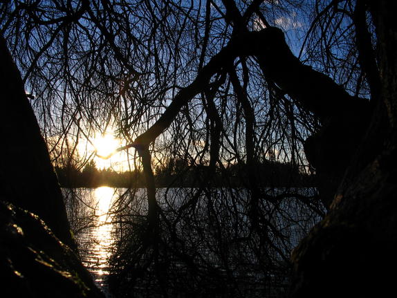 40- Mill Lake Sunset through the trees