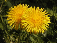Photo: 19 – Dandilions