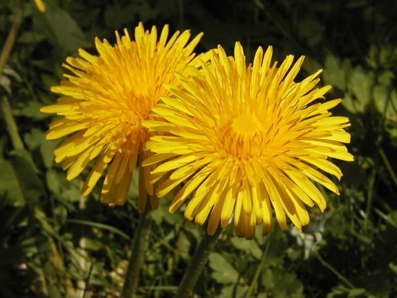 19 - Dandilions 19 - Dandilions