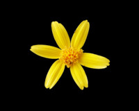 Photo: 28- Nature’s Starburst