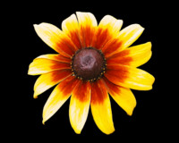 Photo: 23- Nature’s Sunshine