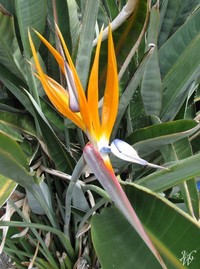 Photo: Bird of Paradise