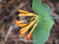 Photo: 45- Bumble Bee on flower