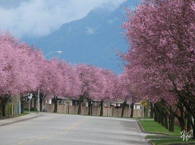 Cherry Blossoms