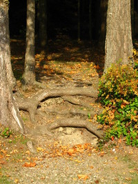 Photo: Cultus Roots