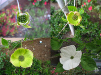 Photo: 20- Dogwood