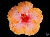 Photo: 26- Rosa Sharon Flower