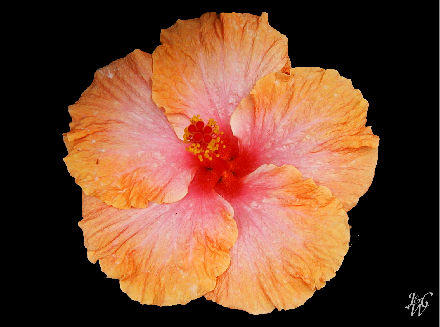 26- Rosa Sharon Flower 26- Rosa Sharon Flower