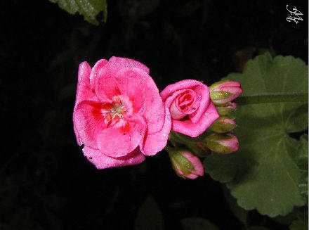 24- Pink flower blossoms 24- Pink flower blossoms