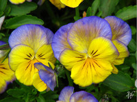 Photo: 27- Pansies