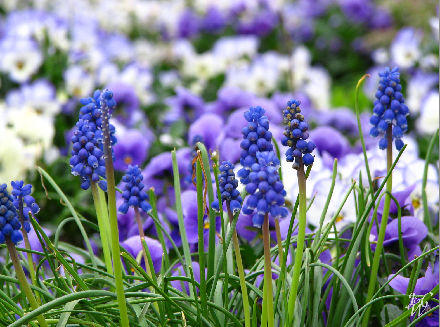 25- Field of Purple Flowers