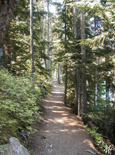 4- Forest Path 4- Forest Path