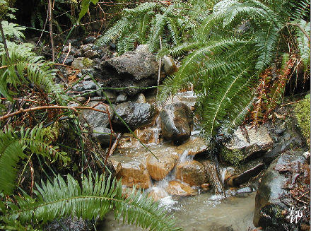 5- Forest Stream 5- Forest Stream