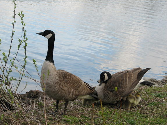 Geese with young