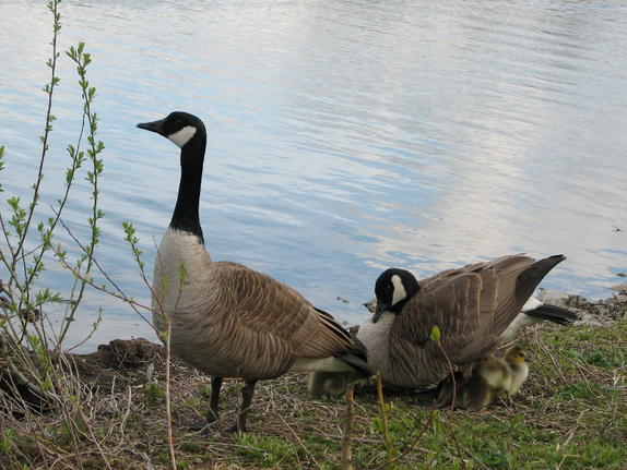 Geese with young Geese with young