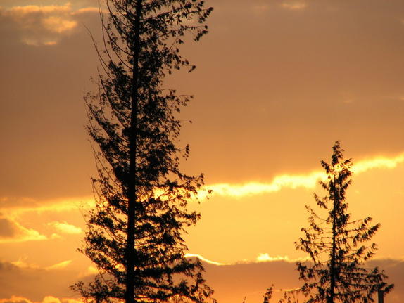 Golden Sky Golden Sky