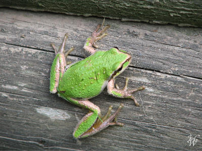 Green Frog