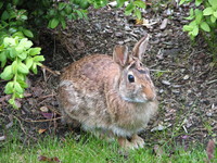 Photo: 46- Bunny Rabbit