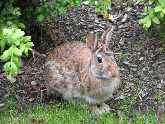 46- Bunny Rabbit