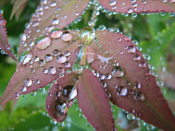 47- Garden Dewdrops 47- Garden Dewdrops