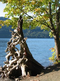 Photo: Cultus in the Fall