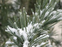 Photo: Pine Branch in winter