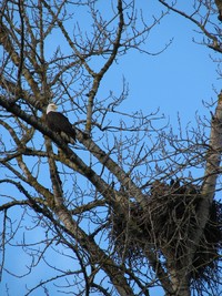 Photo: Eagle in Tree