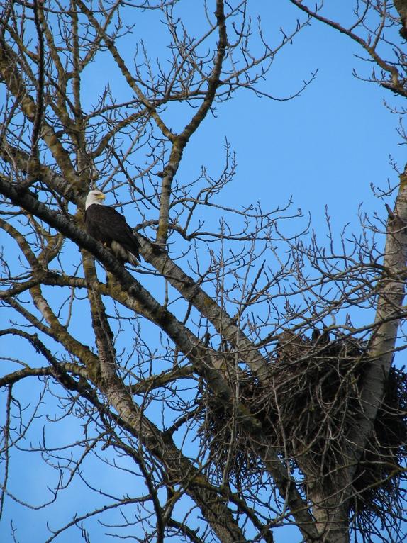Eagle in Tree Eagle in Tree