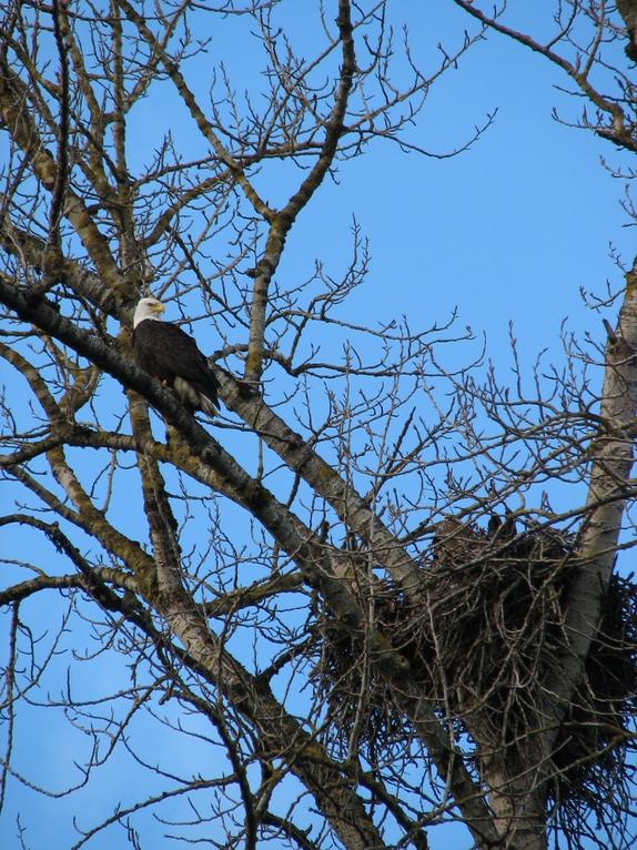 Eagle in Tree