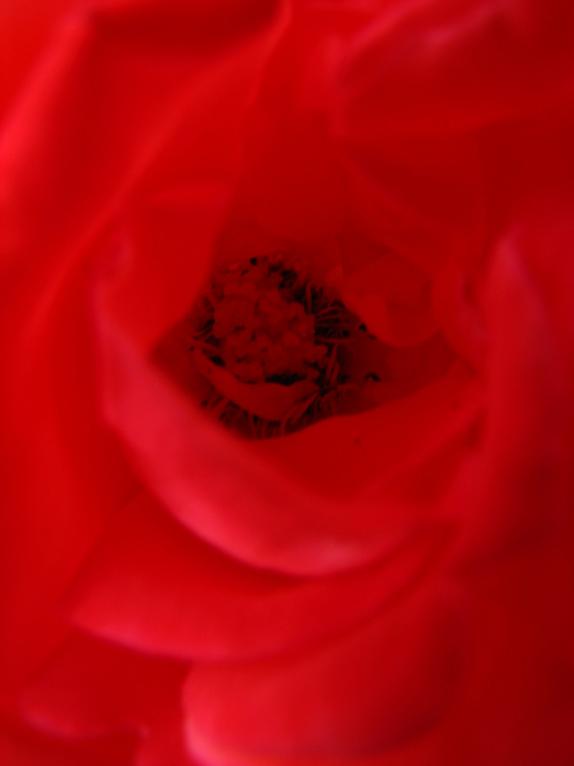 red Rose red Rose