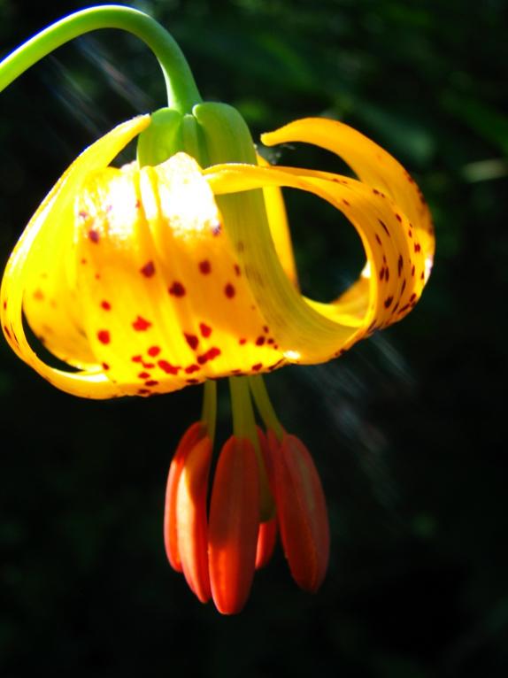 yellow speckled flower