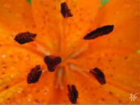 Photo: 49- Tiger Lilly Close up