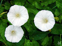 Photo: 29- Morning Glories