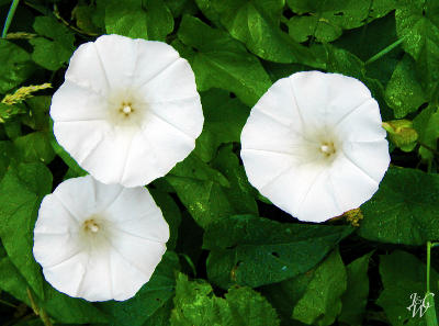 29- Morning Glories 29- Morning Glories