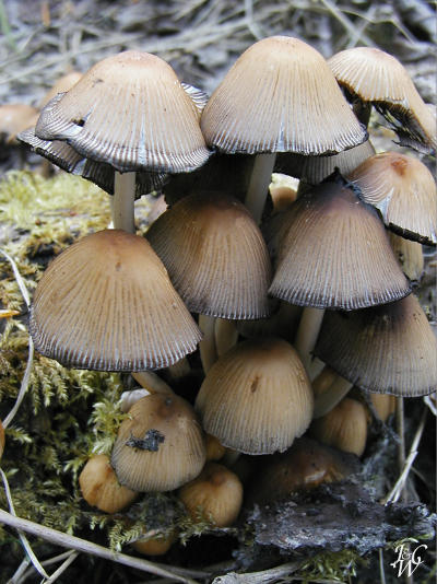8- Mushrooms