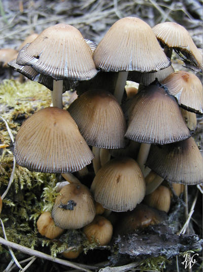 8- Mushrooms 8- Mushrooms