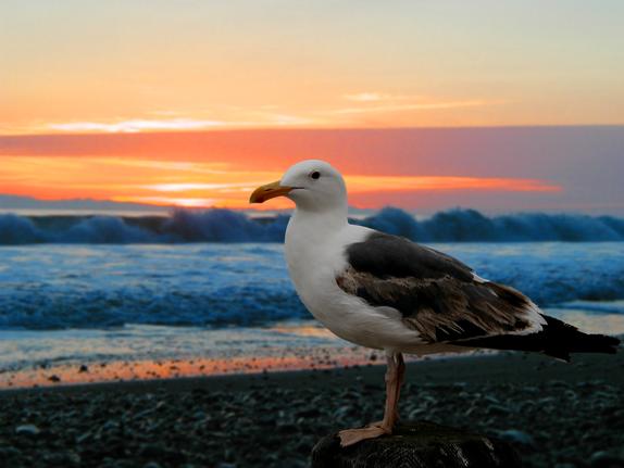 42- Seagull on the beach