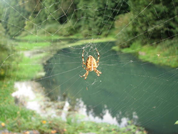 Spider in Web